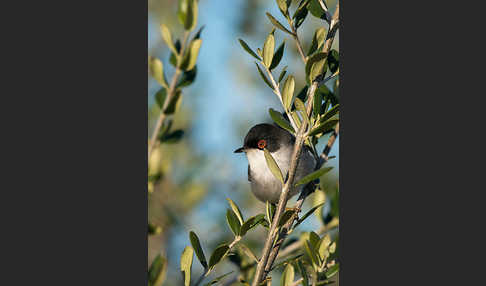 Samtkopfgrasmücke (Sylvia melanocephala)