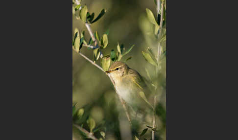 Fitislaubsänger (Phylloscopus trochilus)