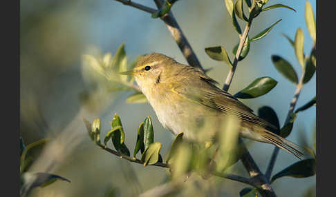 Fitislaubsänger (Phylloscopus trochilus)