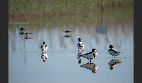 Brandgans (Tadorna tadorna)