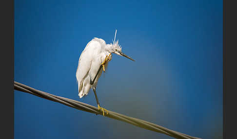 Seidenreiher (Egretta garzetta)