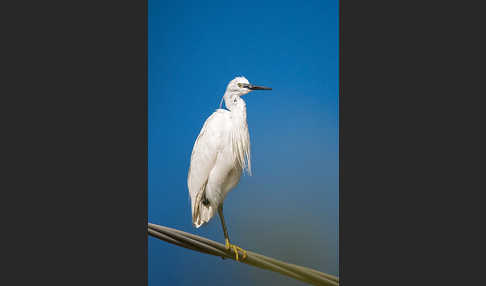 Seidenreiher (Egretta garzetta)