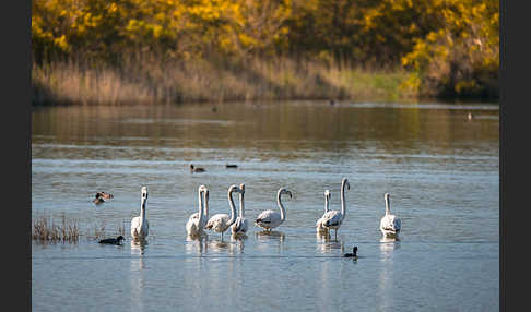 Rosaflamingo (Phoenicopterus roseus)