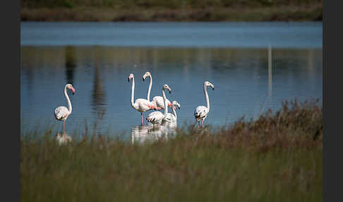 Rosaflamingo (Phoenicopterus roseus)