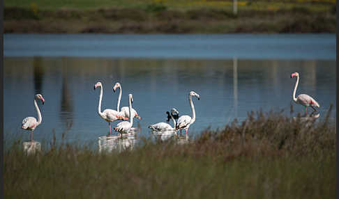 Rosaflamingo (Phoenicopterus roseus)