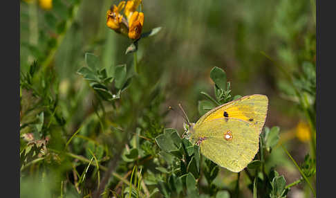 Postillon (Colias crocea)