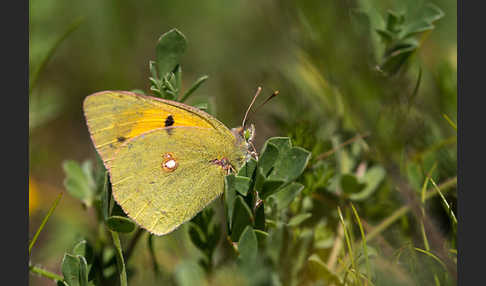 Postillon (Colias crocea)