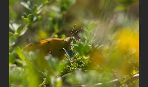 Postillon (Colias crocea)