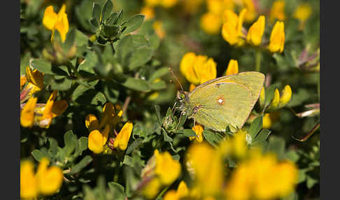 Postillon (Colias crocea)