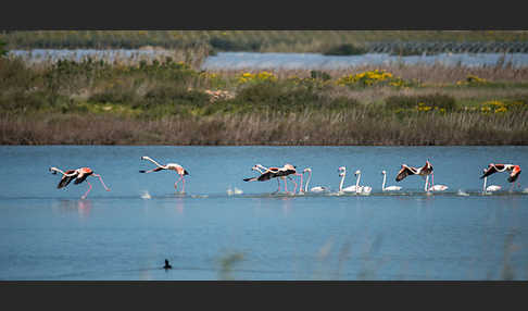 Rosaflamingo (Phoenicopterus roseus)