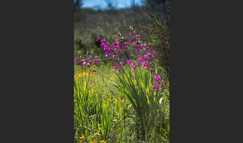 Saat Siegwurz (Gladiolus italicus)