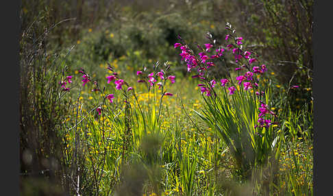 Saat Siegwurz (Gladiolus italicus)