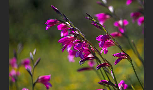 Saat Siegwurz (Gladiolus italicus)