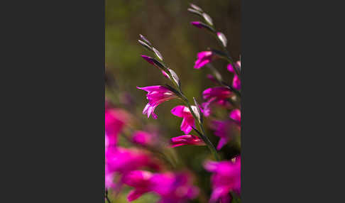 Saat Siegwurz (Gladiolus italicus)