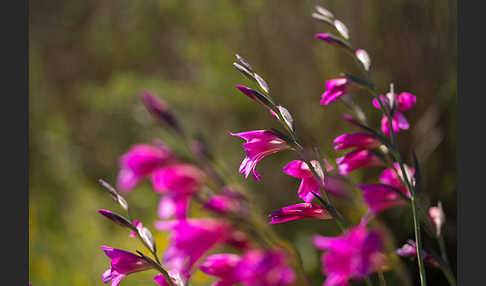 Saat Siegwurz (Gladiolus italicus)