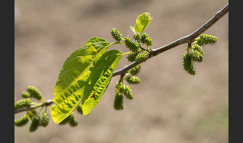 Weißer Maulbeerbaum (Morus alba)