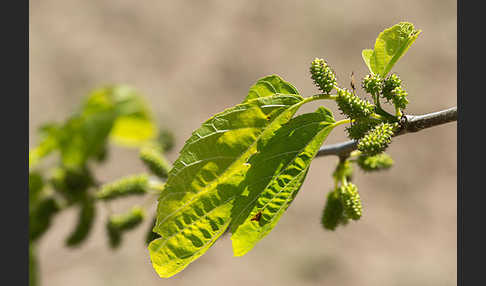 Weißer Maulbeerbaum (Morus alba)