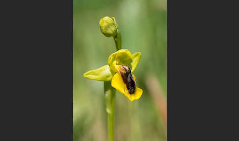 Gelbe Ragwurz (Ophrys lutea)