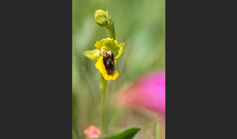 Gelbe Ragwurz (Ophrys lutea)