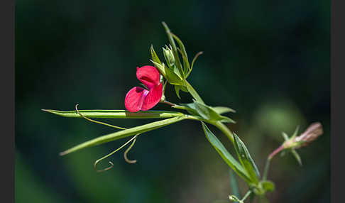 Purpur-Platterbse (Lathyrus clymenum)