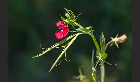 Purpur-Platterbse (Lathyrus clymenum)