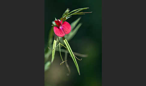 Purpur-Platterbse (Lathyrus clymenum)