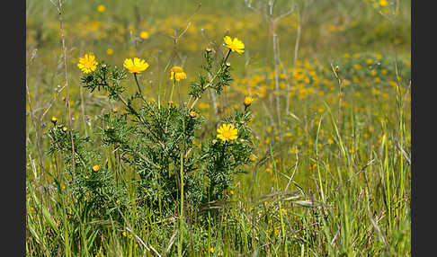 Kronenwucherblume (Glebionis coronaria)