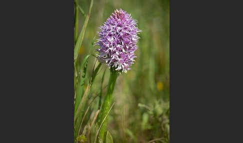 Italienisches Knabenkraut (Orchis italica)