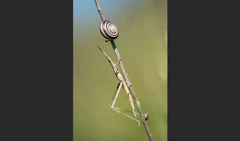 Gewöhnliche Nasenschrecke (Acrida ungarica)