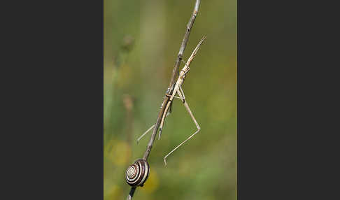 Gewöhnliche Nasenschrecke (Acrida ungarica)