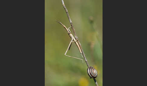 Gewöhnliche Nasenschrecke (Acrida ungarica)