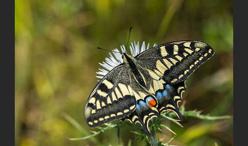 Schwalbenschwanz (Papilio machaon)