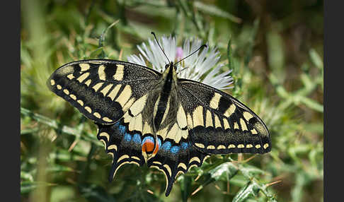 Schwalbenschwanz (Papilio machaon)