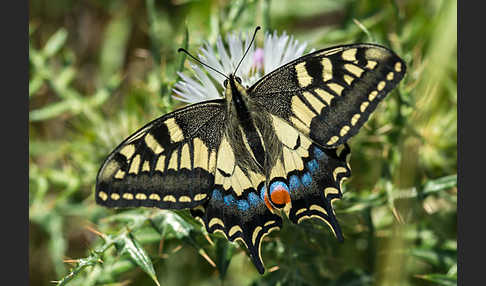 Schwalbenschwanz (Papilio machaon)