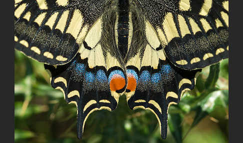 Schwalbenschwanz (Papilio machaon)