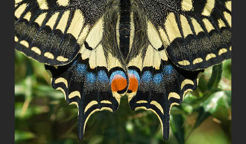 Schwalbenschwanz (Papilio machaon)