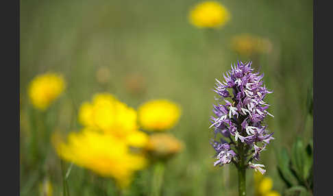 Italienisches Knabenkraut (Orchis italica)