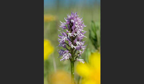 Italienisches Knabenkraut (Orchis italica)