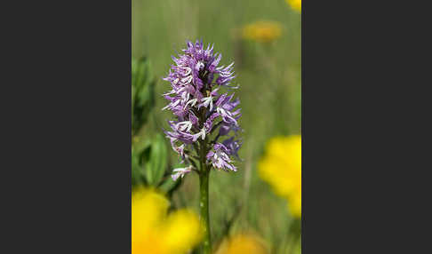 Italienisches Knabenkraut (Orchis italica)