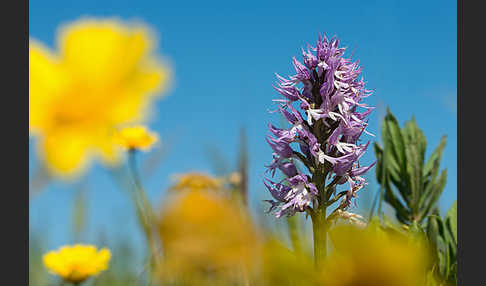 Italienisches Knabenkraut (Orchis italica)