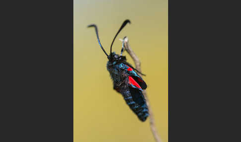 Gemeines Blutströpfchen (Zygaena filipendulae)