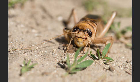 Riesengrille (Brachytrupes megacephalus)