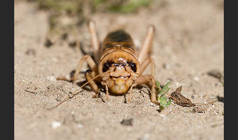 Riesengrille (Brachytrupes megacephalus)