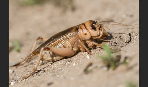 Riesengrille (Brachytrupes megacephalus)