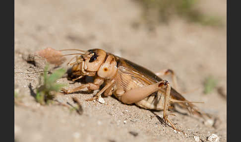 Riesengrille (Brachytrupes megacephalus)