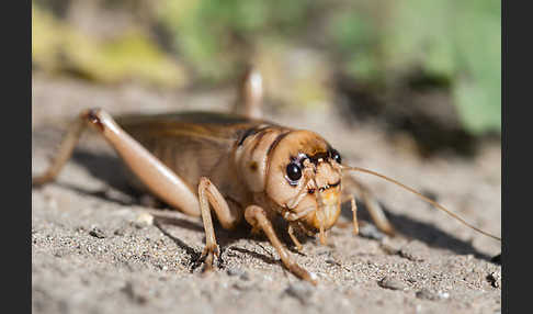 Riesengrille (Brachytrupes megacephalus)