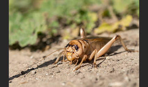 Riesengrille (Brachytrupes megacephalus)