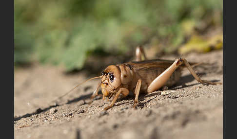 Riesengrille (Brachytrupes megacephalus)