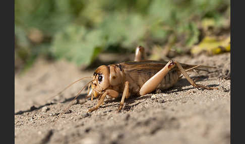 Riesengrille (Brachytrupes megacephalus)