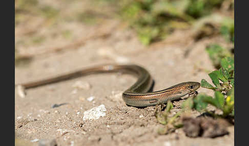 Erzschleiche (Chalcides chalcides)